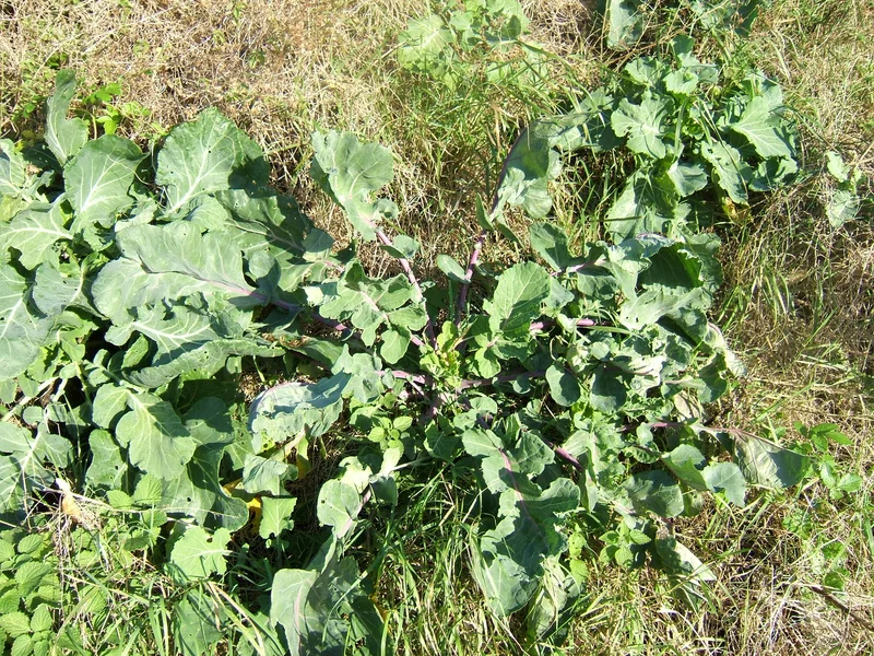 Cabbage growing in a UK garden