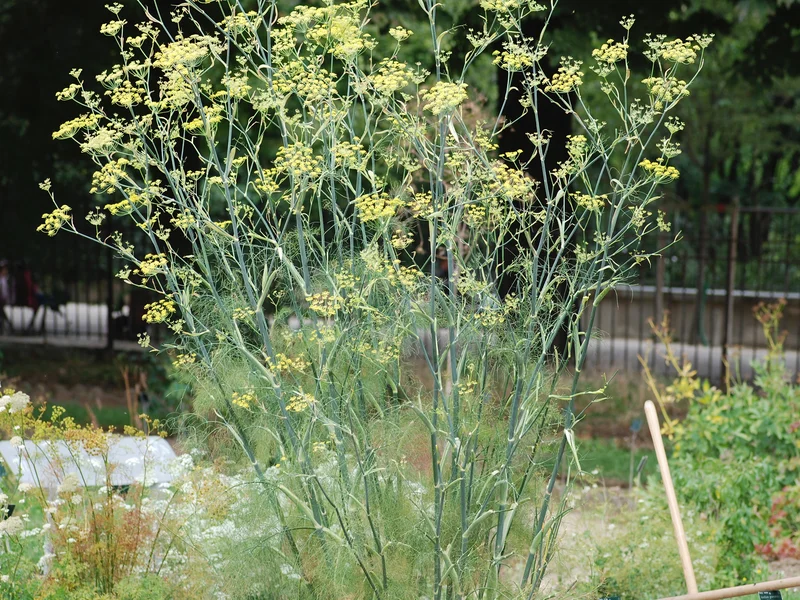 Florence Fennel growing in a UK garden