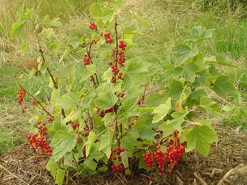 Redcurrant growing in a UK garden