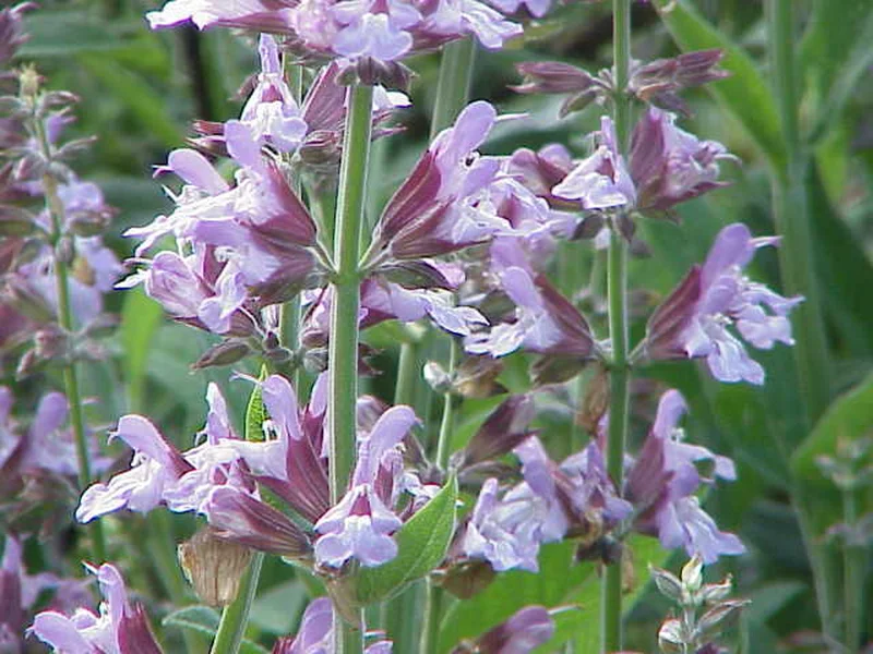 Salvia 'Hot Lips' growing in a UK garden